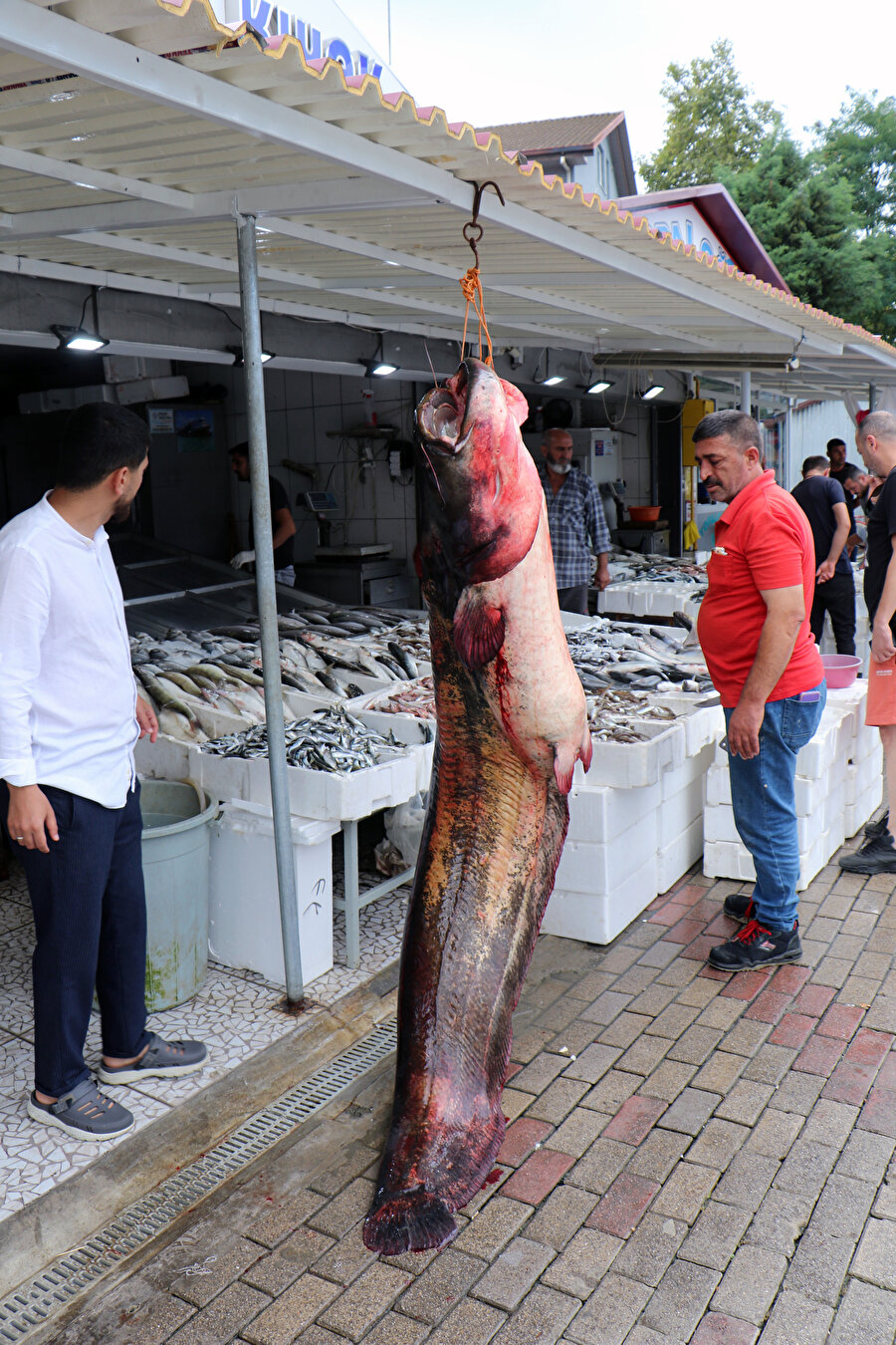 Tam 2,5 metre: Kilosu 120 TL'den satışa çıkarıldı