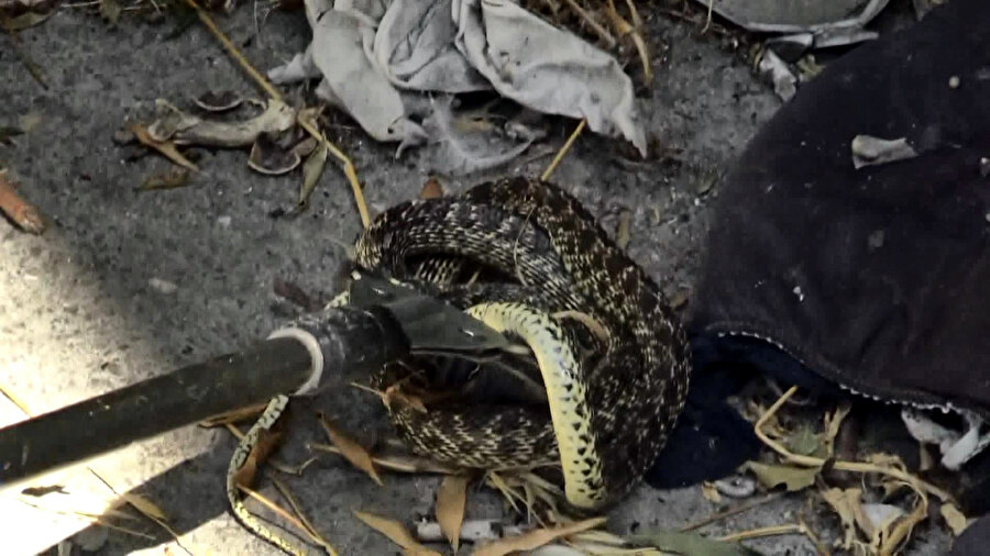 İstanbul'da yılan paniği: Gören donup kaldı