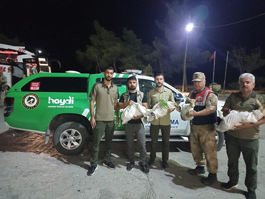 Şanlıurfa’da bir araçta 4 yaralı ceylan yavrusu yakalandı: 200 bin TL ceza kesildi
