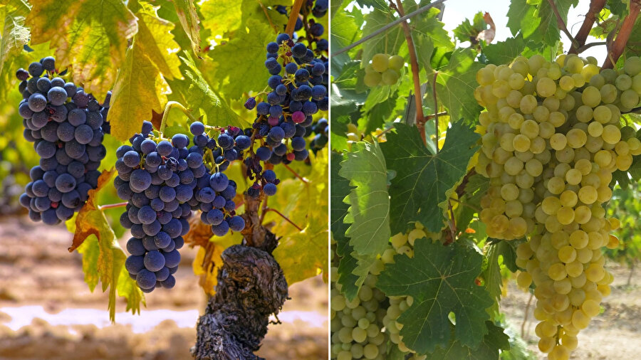 Türkiye'nin üzüm çeşitleri