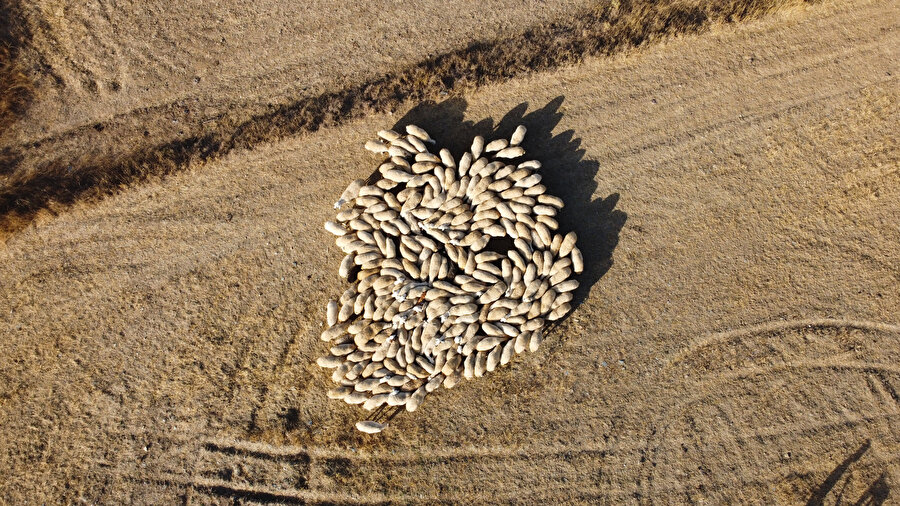 Tüm giderler karşılanıyor: 25 bin lira maaşla çalışacak kimseyi bulamıyorlar