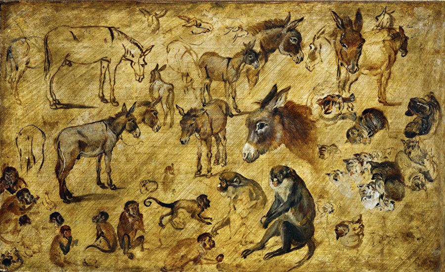 “Animal Studies (Donkey, Cats, Monkeys, Dogs),” 1616.