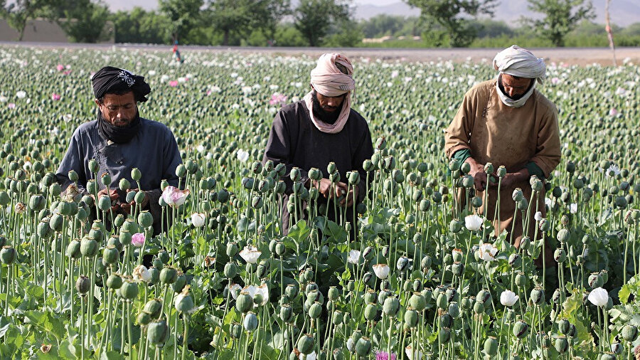Küresel afyon talebinin %80-90'ını sağlayan Afganistan'da, haşhaş ekimi ve ihracatı geçtiğimiz yıl önemli ölçüde artarken Taliban yönetimi konuya el atarak yasaklamalar getirdi.
