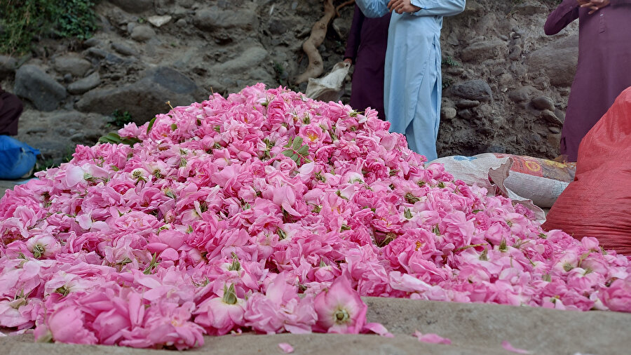 Bir zamanlar haşhaş yetiştiren Afgan çiftçiler şimdi tarlalarına gül ekiyor ve çiçeklerin güzel kokusunun ülkelerinde süren siyasî gerginliği sona erdirmesini umuyorlar.