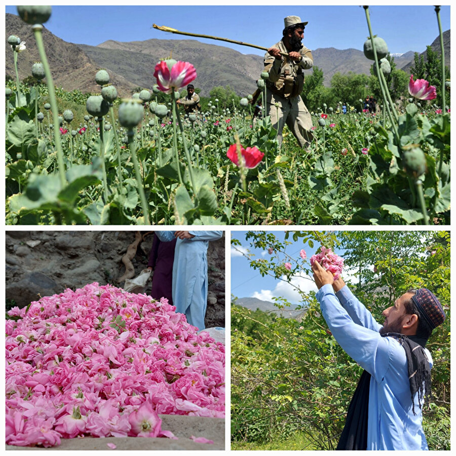Afganistan'da hükümetin haşhaş ekimini yasaklamasının ardından çiftçiler gül yetiştiriciliğine yöneliyor.