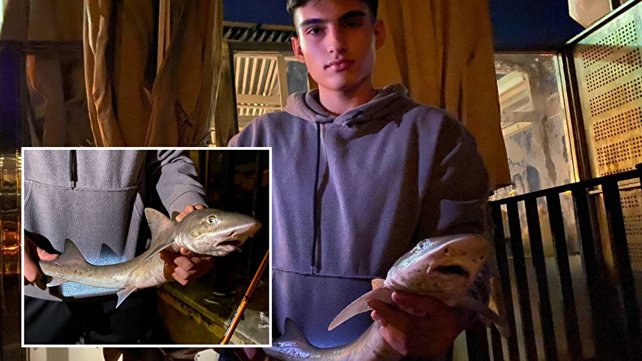 Yavru köpek balığı