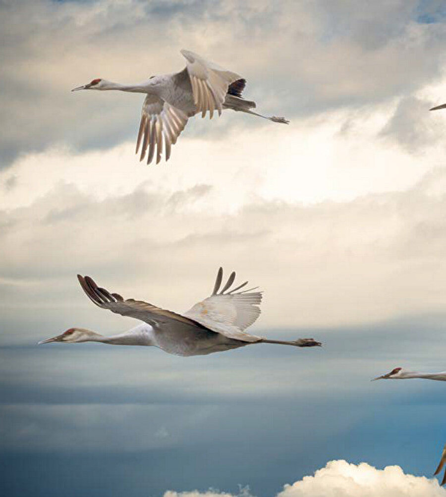 Kuşlar üzerinde yapılan deneylerde kısa mesafelerde rastgele serbest bırakıldıkları yerlerden yuvalarına geri dönebildikleri gözlemlenmiştir.