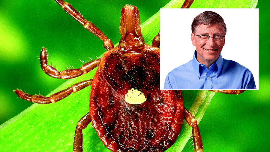 Her taşın altından çıkan kene.