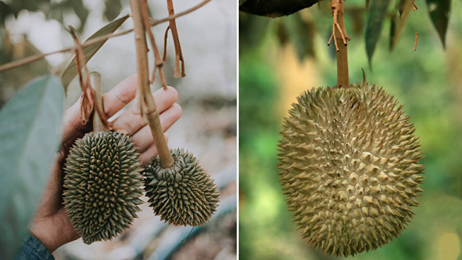 ​Toplu alanlarda bulunması yasak olan meyve: Durian
