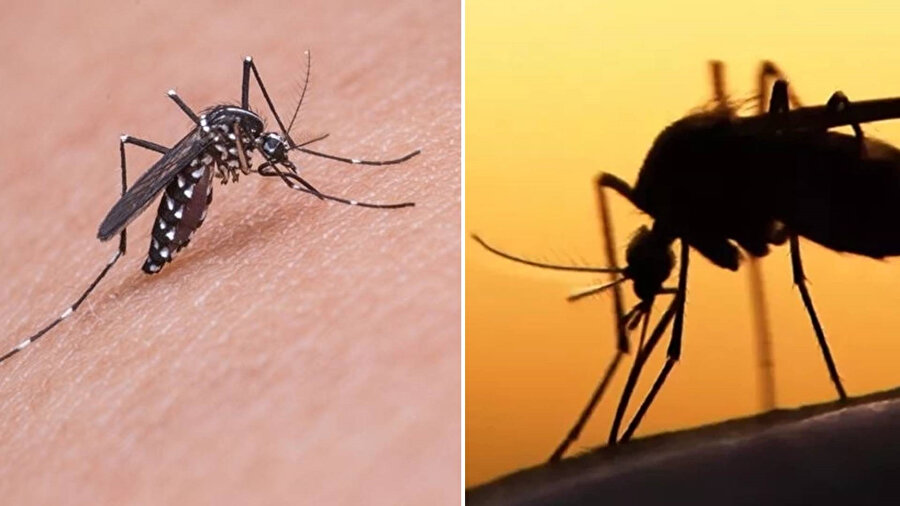 Yunanistan'a Batı Nil Virüsü vakaları artıyor.