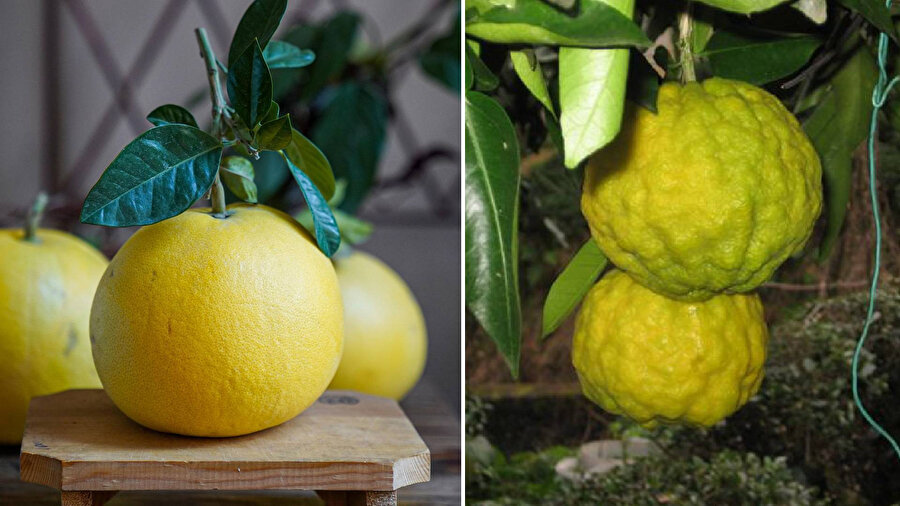 Görenleri şaşkına uğratan meyve: Ağaç kavunu