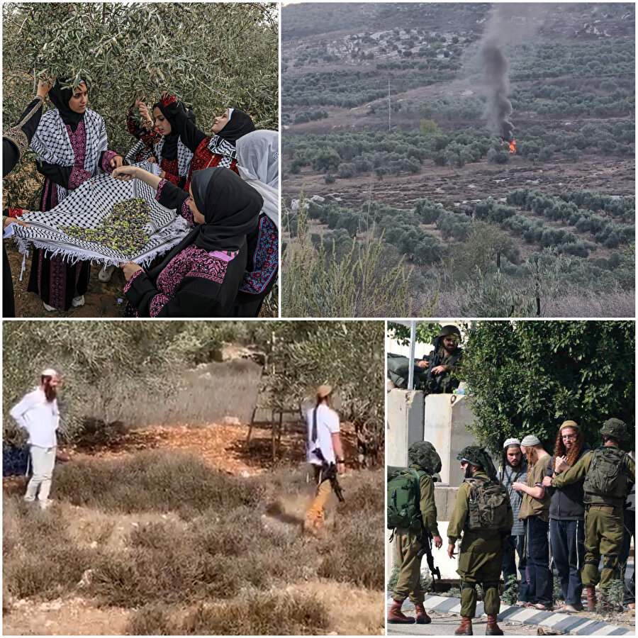 Batı Şeria'da Filistinli çiftçilere saldıran Yahudi yerleşimciler zeytin hasadına engel oluyor.