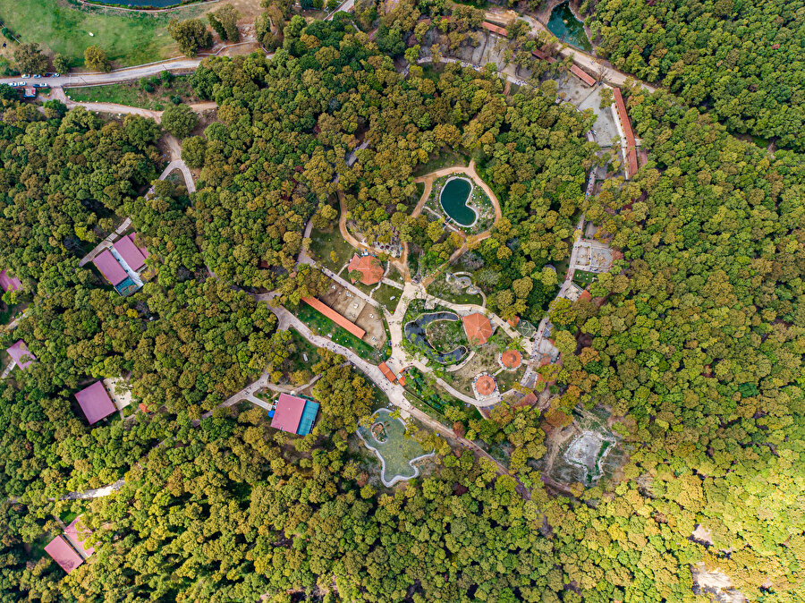 ​Doğa seslerinin eşsiz armonisi: Ormanya.