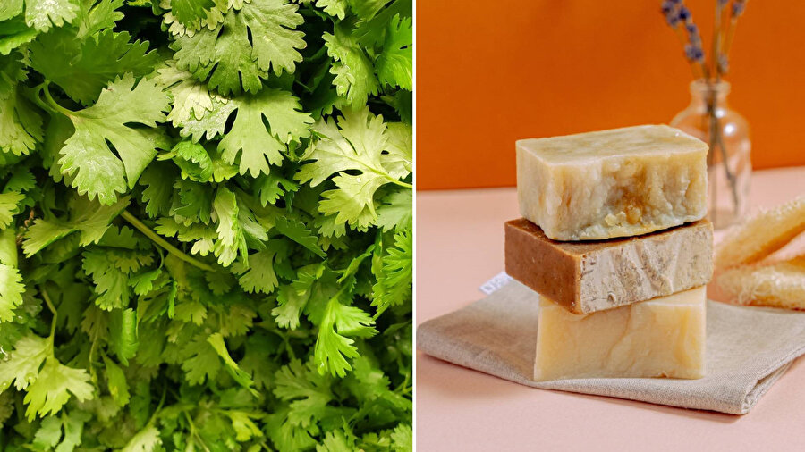 ​Kişnişten sabun tadı alıyorsanız sebebi genleriniz!