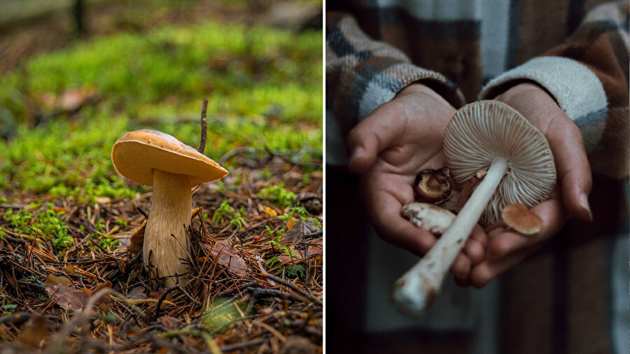 Ülkemizde görülen mantar çeşitleri