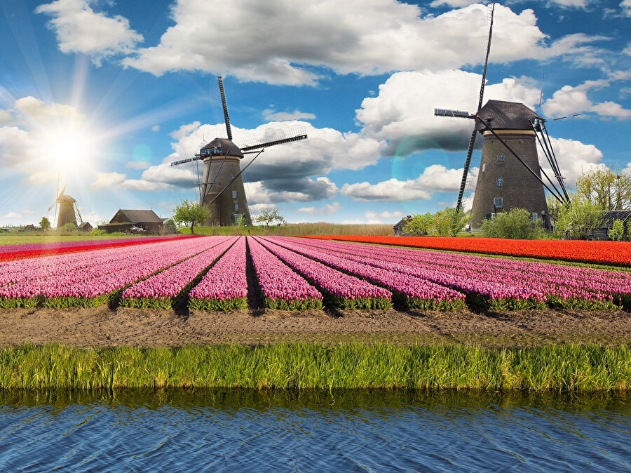 Hollanda'nın simgesi yel değirmenleri ve laleler...