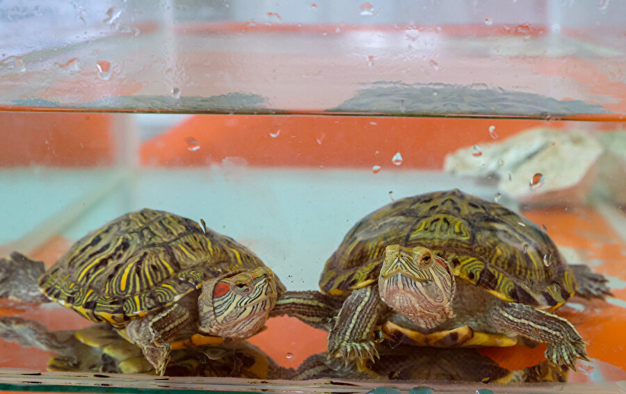 "İstilacı kaplumbağa" bırakıldığı sularda endemik türlerin varlığını tehdit ediyor