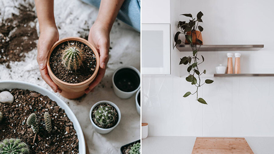 ​Mutfak dekorasyonunda kullanılacak bitkiler