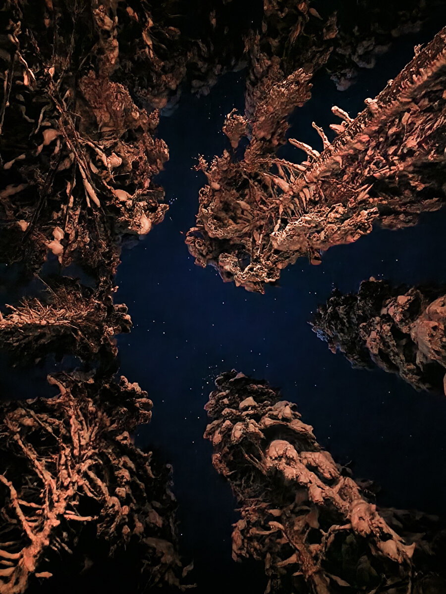 En canlı gece fotoğrafları için ipuçları.