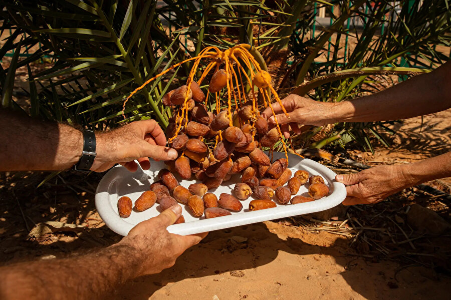Ramazan ayı, İsrailli üreticilerin yıllık hurma ihracatının yaklaşık üçte birinin gerçekleştiği önemli bir dönem olarak değerlendiriliyor.