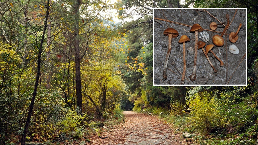 Türkiye'de ölümcül mantar türü tespit edildi