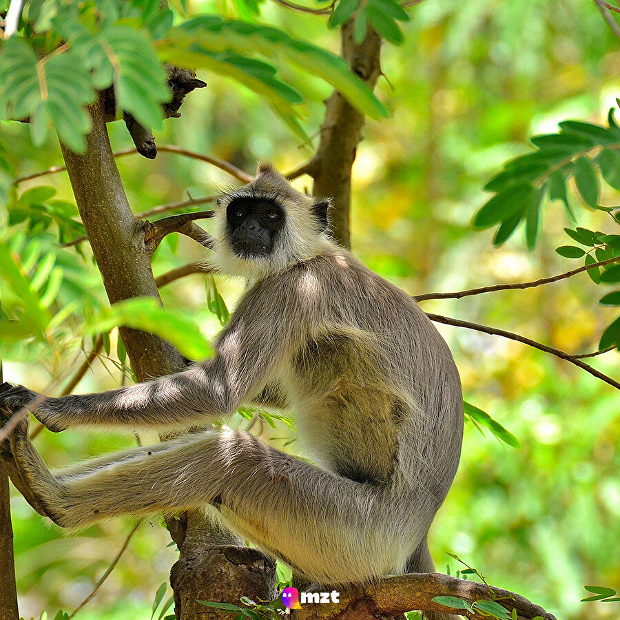 Aramıza hoş geldin 'Langur Maymunu'