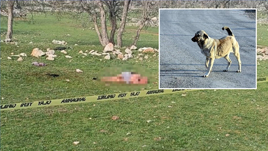 Antalya'da 3 köpeğin saldırdığı kadın öldü