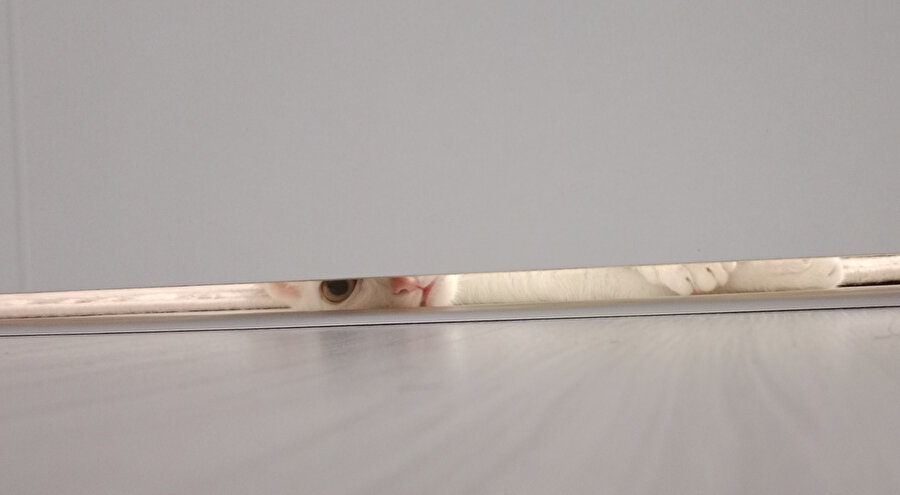 Bizim kediler neden böyle değil?