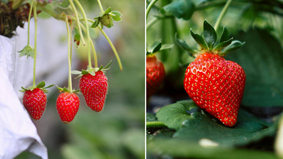Çilekli pasta yerken iki kere düşünün!