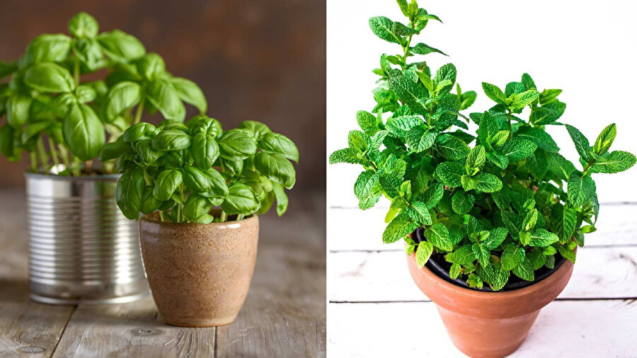Saksıda yetiştirip mutfakta kullanabileceğimiz bitkiler