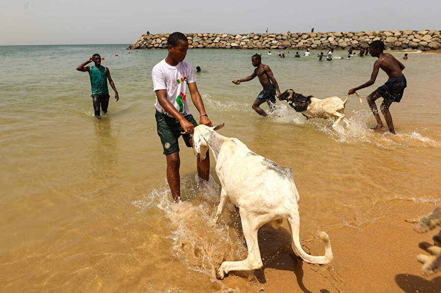 Kurbanlık koyunlar, önce denizde yıkanıyor ardından kumsalda fırçayla temizleniyor.