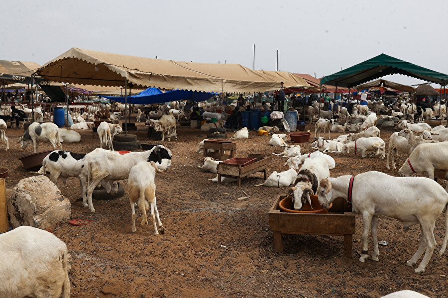 Kurban pazarlarında Tauabir, Bali-Bali, Peulh-Peulh, Azawad gibi Batı Afrika'ya özgü koyun türleri yer alıyor. Senegal'de Kurban Bayramı için halkın neredeyse tamamı koyun tercih ediyor.