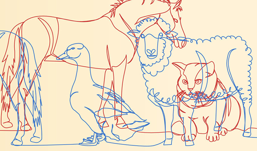 Evcil Hayvan İstiflemek Bir Hastalık.