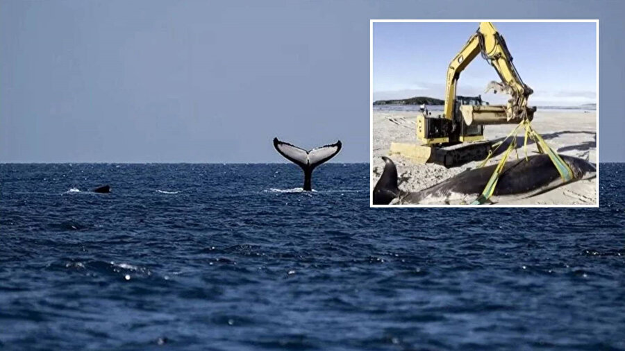 ​Yeni bir tür keşfedildi: Dünyada sadece 6 örneğine rastlandı