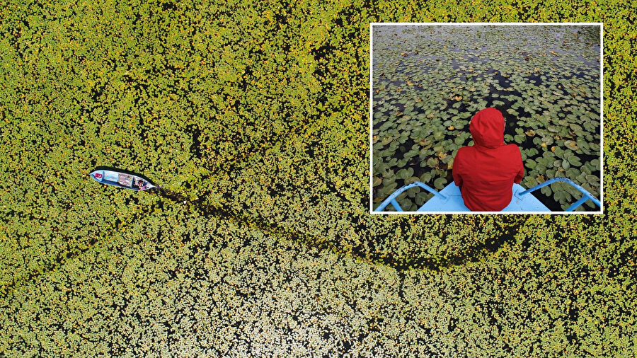 Türkiye'nin en büyük tatlı su gölü: Beyşehir Gölü'nde açan nilüferler, suyun üstünü adeta çiçek bahçesine çevirdi