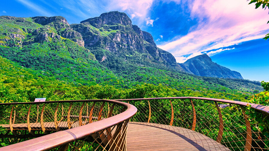  Kirstenbosch Botanik Bahçesi.