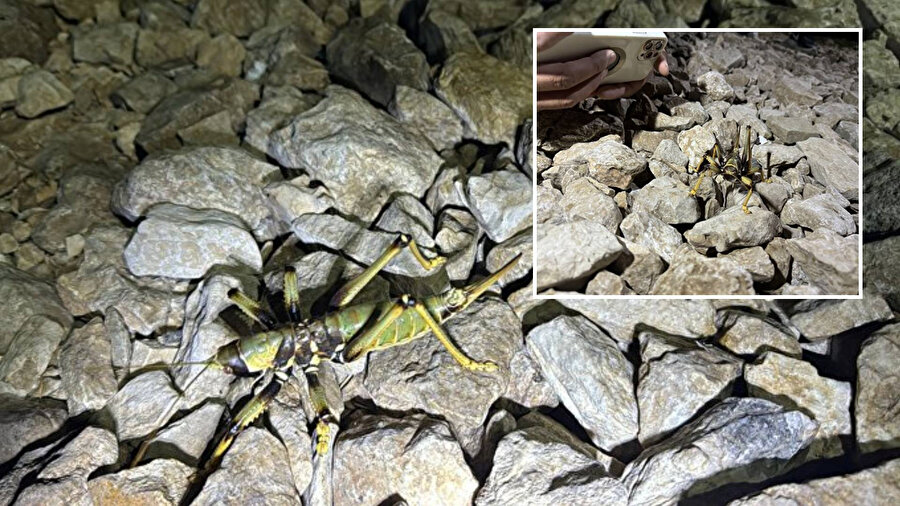 Türkiye'de ortaya çıktı: Beslenme şekli ve büyüklüğü görenleri dehşete düşürdü