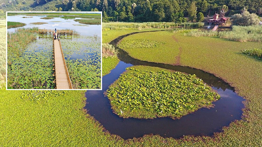 Renklerin buluştuğu Efteni Gölü: 154 kuş türüne ev sahipliği yapıyor
