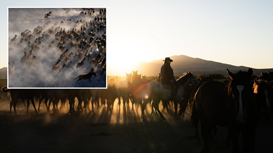 Erciyes Dağı'nın eteklerinde yaşayan yılkı atları