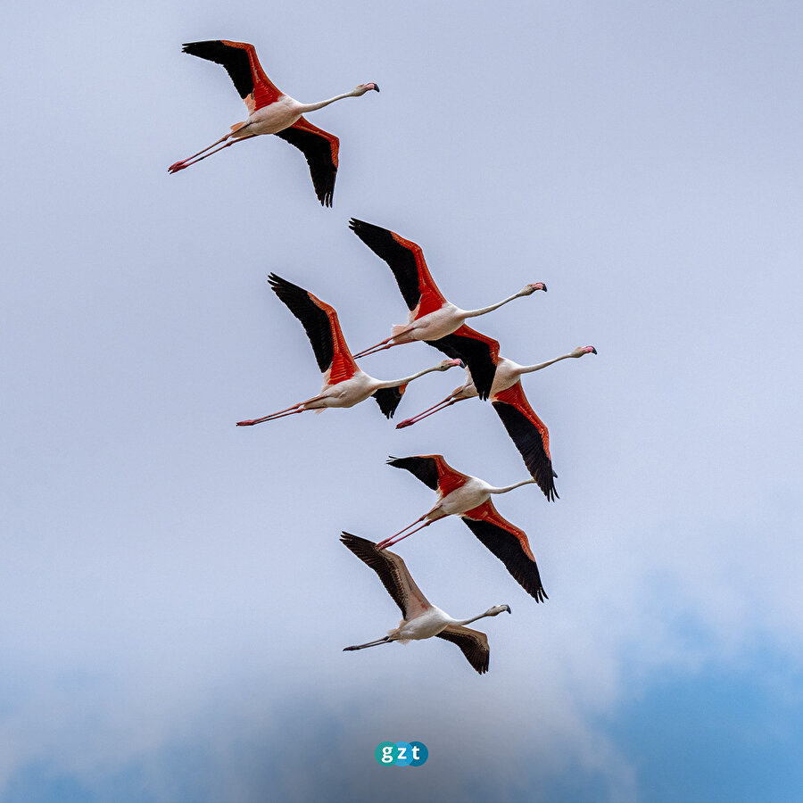 Allı turnalar göç hazırlığını tamamladı