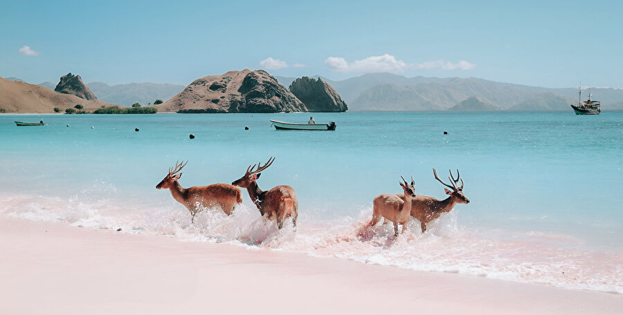 Komodo Ulusal Parkı.