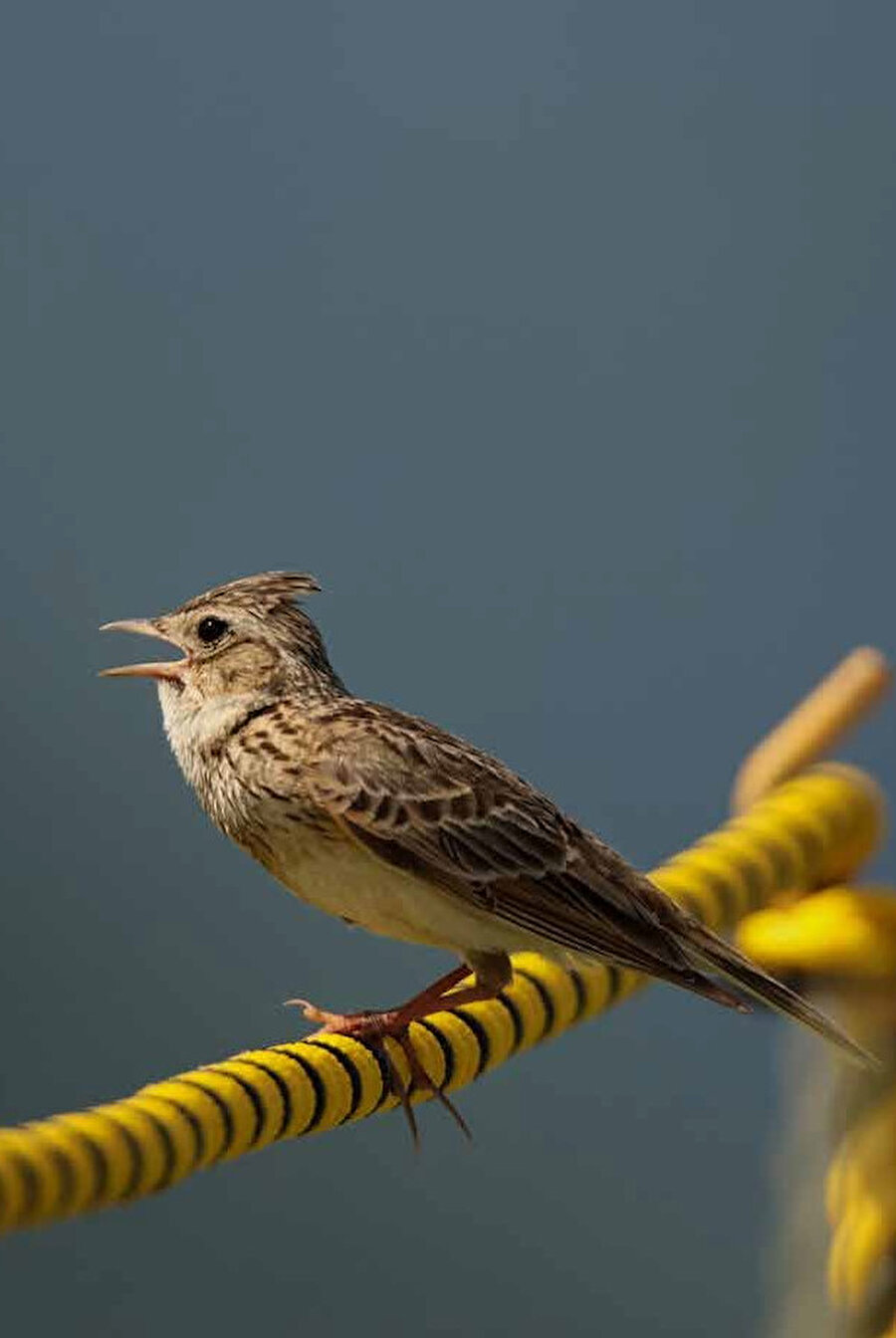 Yavaşlamak ânın keyfini çıkarmayı bilmektir. Ancak yavaşlayarak içimize bakabilir ve ancak yavaşlayarak hayatla konuşabiliriz. 