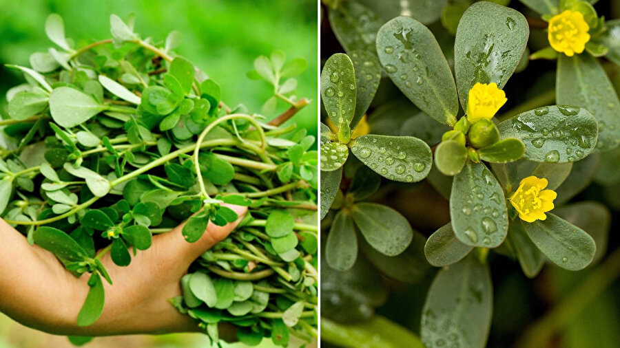 ​Semizotu tohumu balıkla eşdeğer!