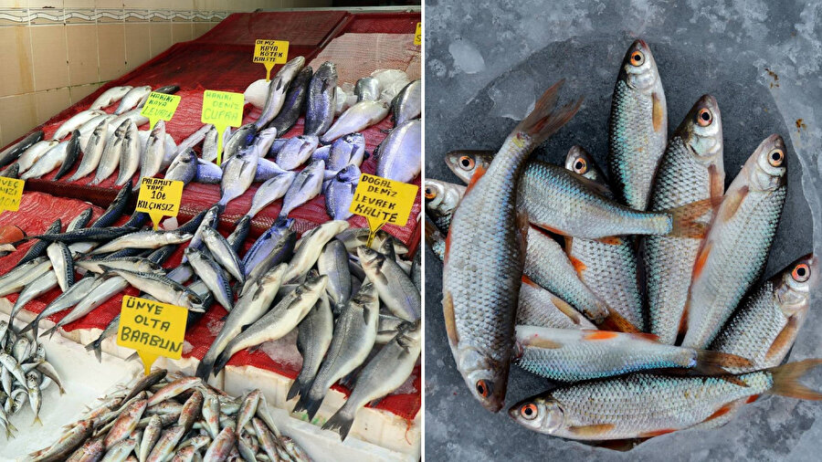 Dip balığı nedir?