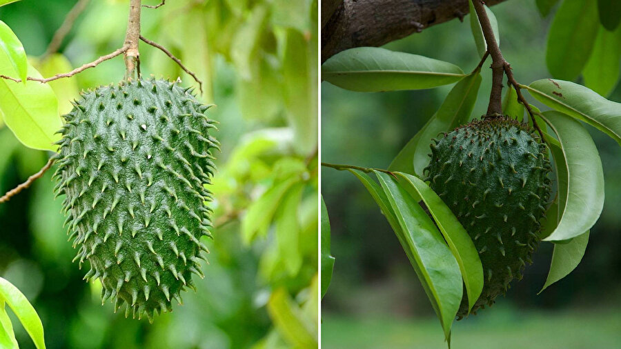 Tarçın elması nedir? Faydaları neler?