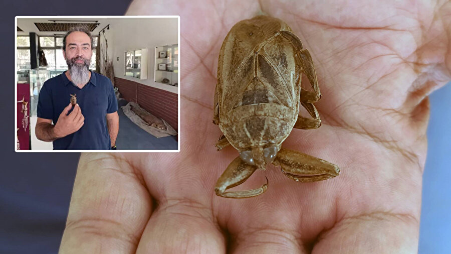 Tatlı sularda yaşıyor: Parmak kopartan böcek ilk kez Türkiye'de görüldü