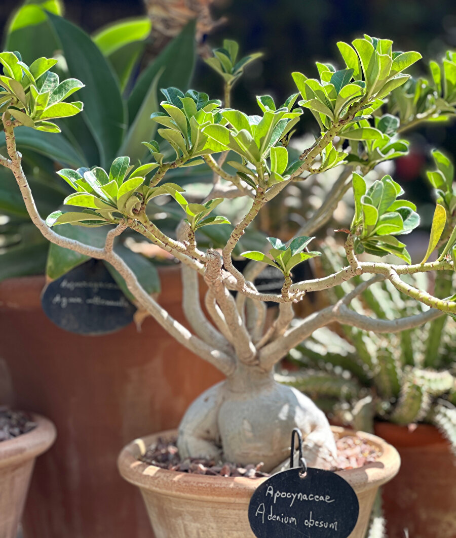 Jardin Majorelle. Fotoğraf: Lâl Dalay