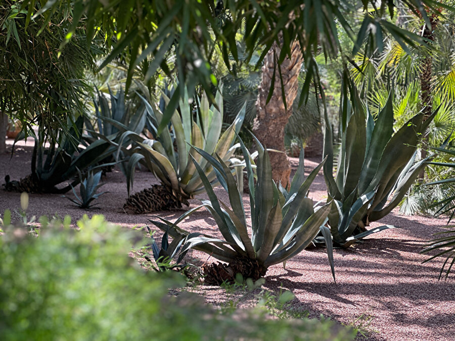 Jardin Majorelle, Kaktüs bahçesindeki agaveler. Fotoğraf: Uluç Algan