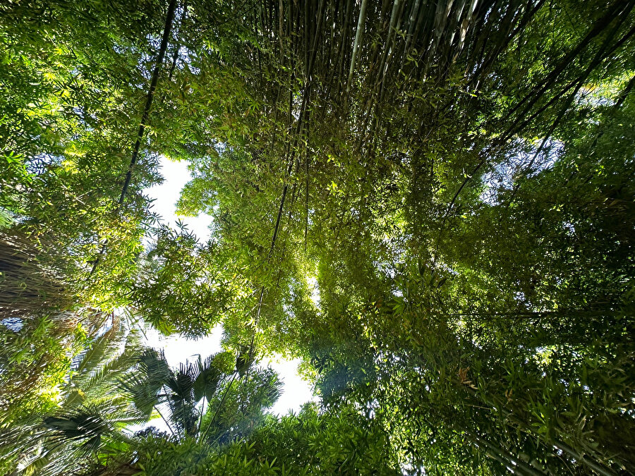 Jardin Majorelle, bambu ormanı. Fotoğraf: Uluç Algan 