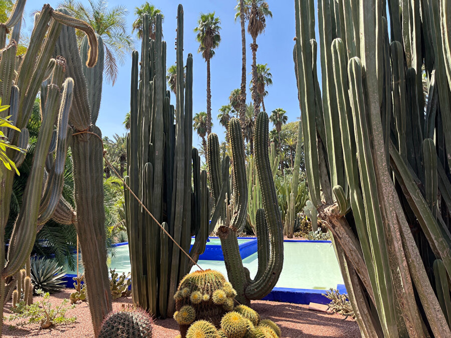 Jardin Majorelle, kaktüsler. Fotoğraf: Lâl Dalay 